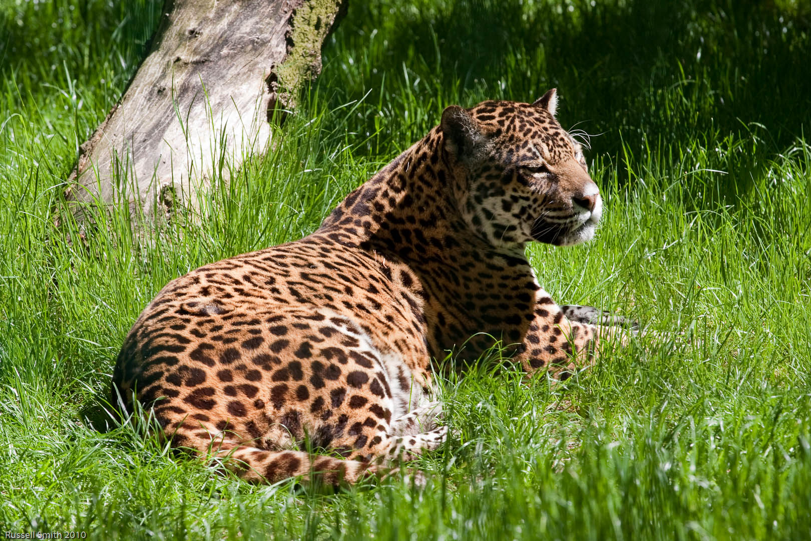 Ягуар Животное Фото